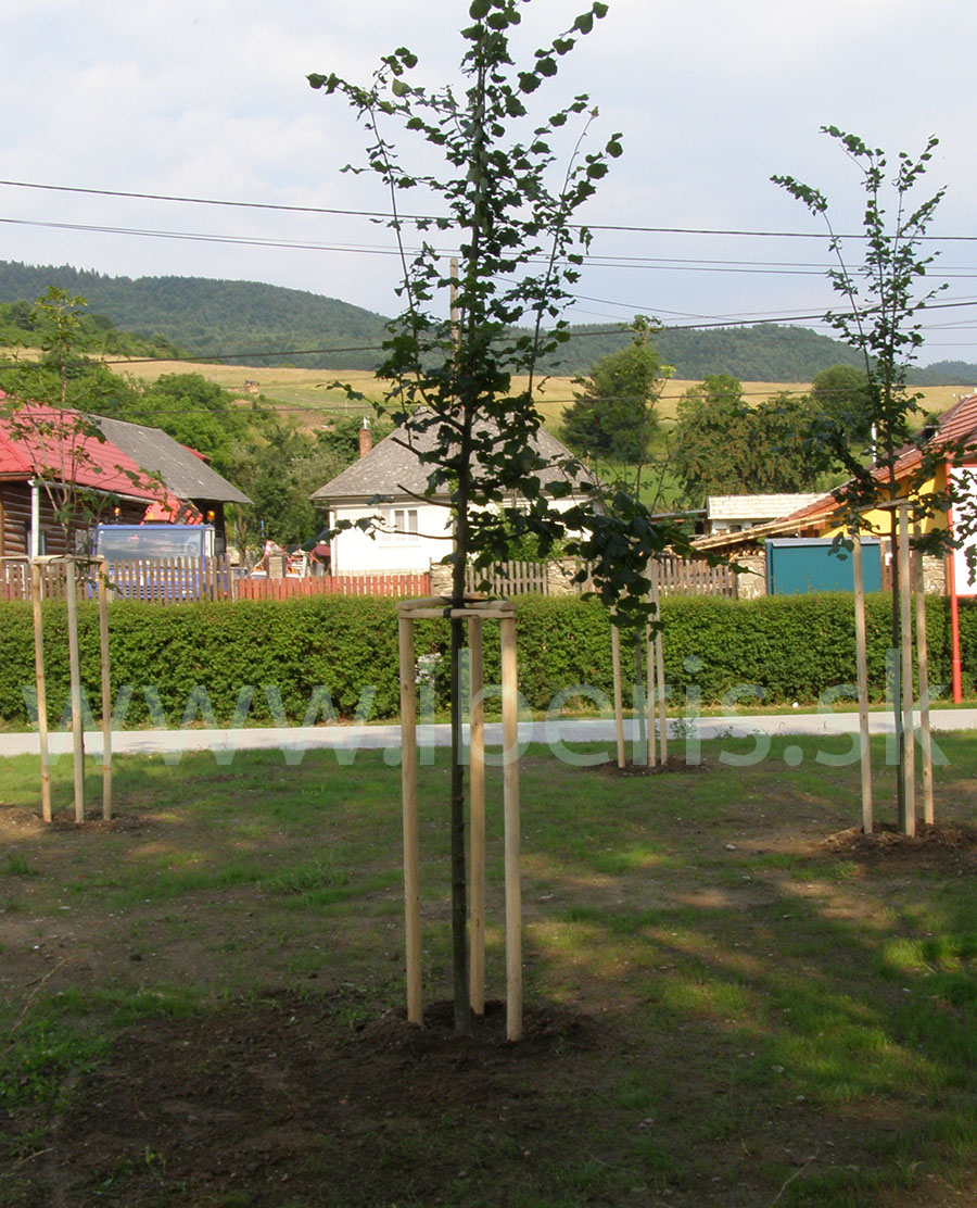 zahradnictvo IBERIS, Presov